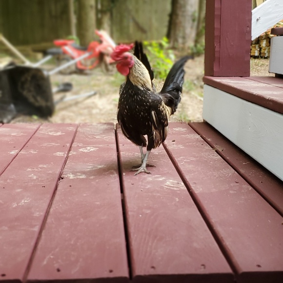 Meet your Posher, Daysi - Picture 1 of 1